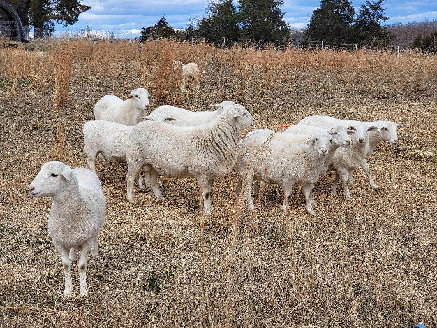GideonFarms Royal White Sheep on pasture (in the winter)